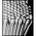 Cotton Buds